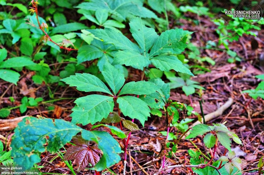 Parthenocissus quinquefolia