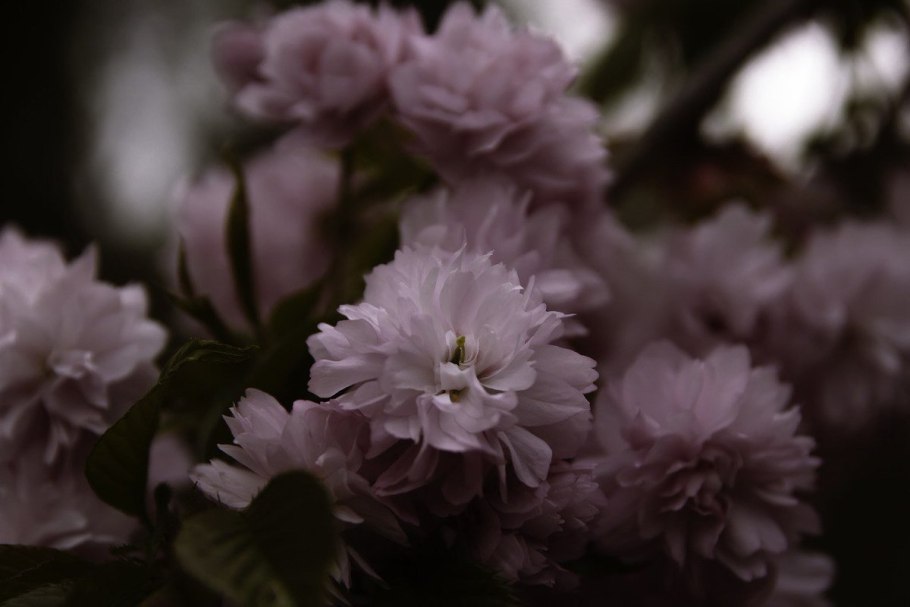 Сакура (вишня декоративная) розеа плена