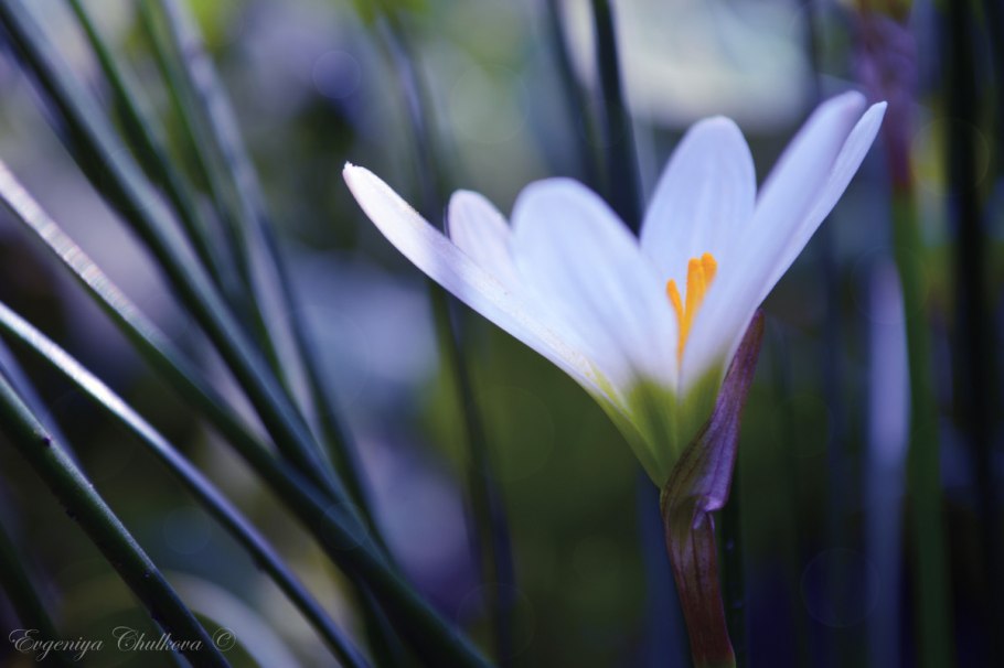 Салая цветок