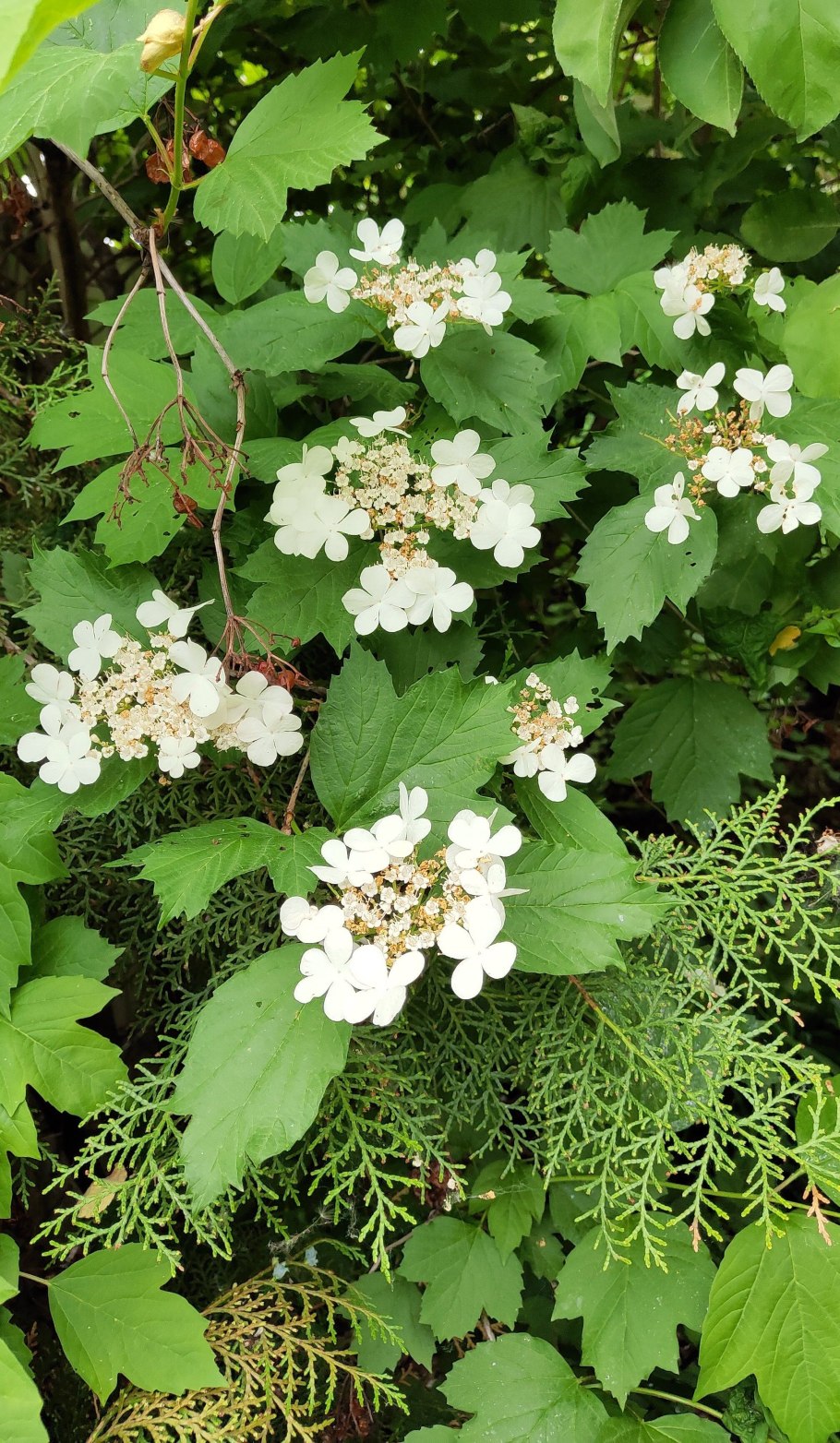 Калина обыкновенная viburnum opulus