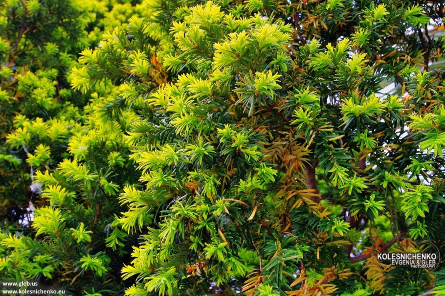 Мирт чилийский