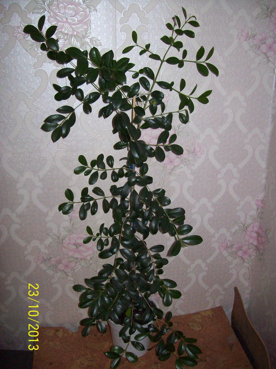 Евгения миртолистная растение