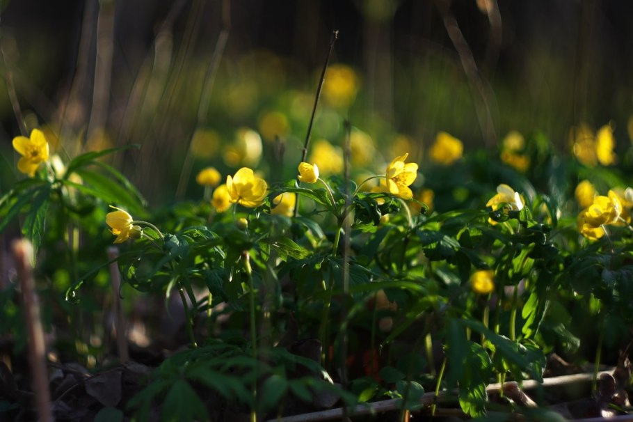 Евгения Селлоу растение