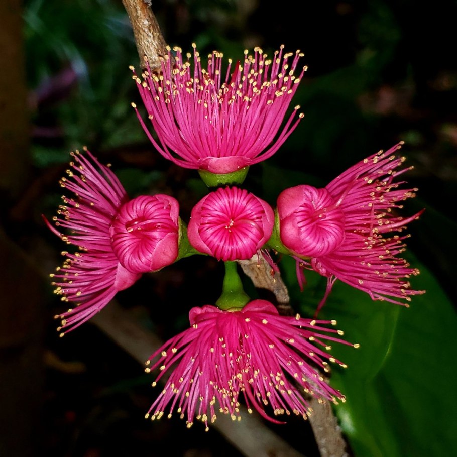 Цветы для Евгений