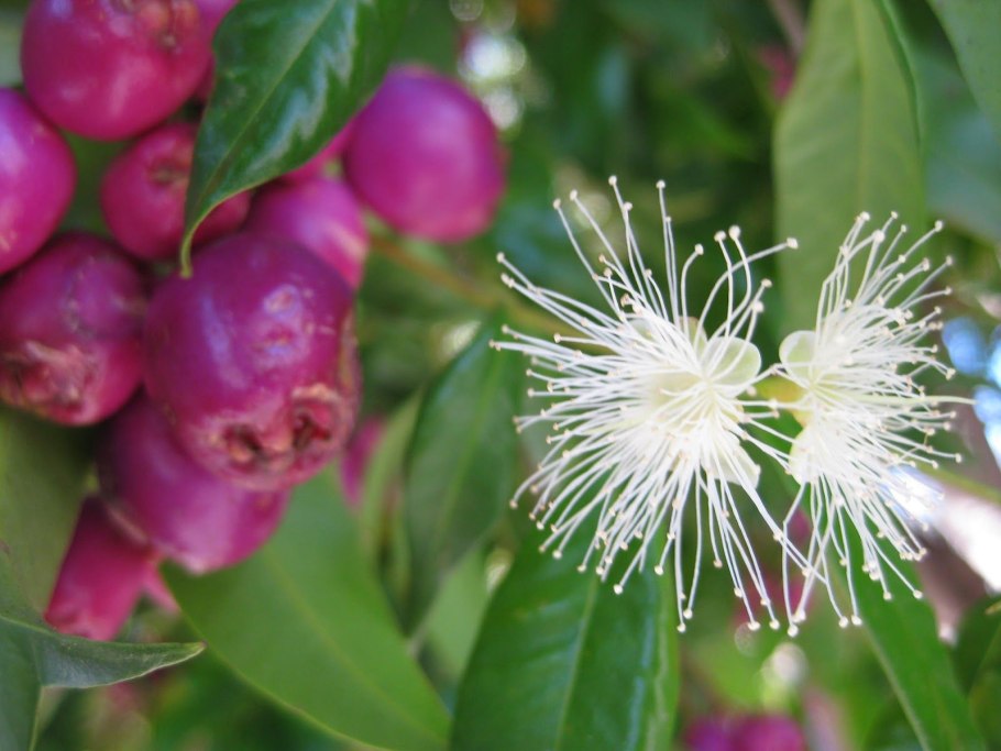 Цветок Евгения миртолистная