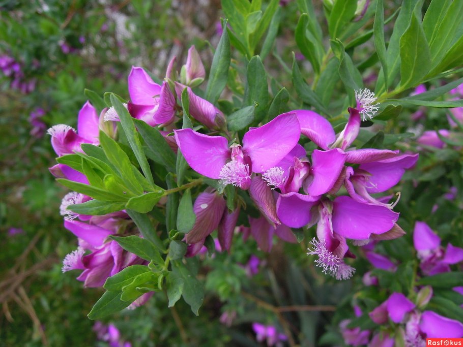 Polygala myrtifolia (истод)