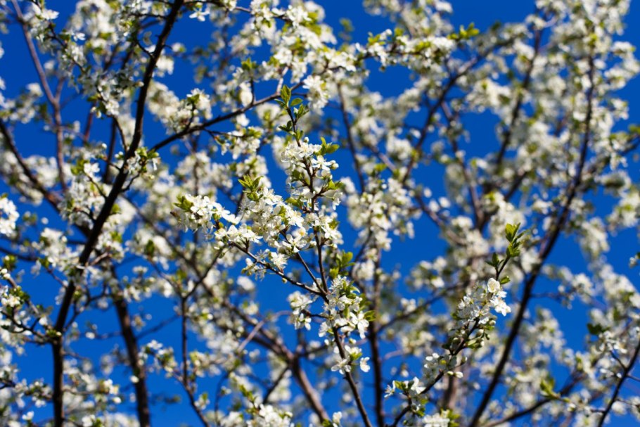 Мирт Боэтика цветет