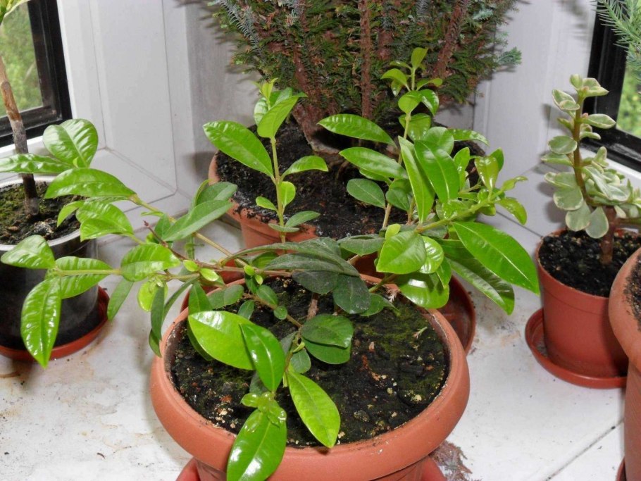 Евгения одноцветковая Суринамская вишня Питанга