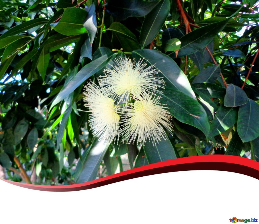 Новоалтайск растения