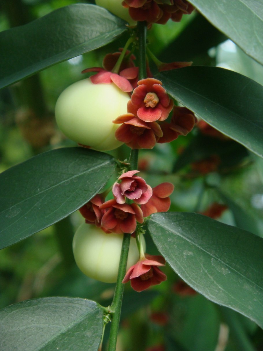 Евгения Унифлора Суринамская вишня