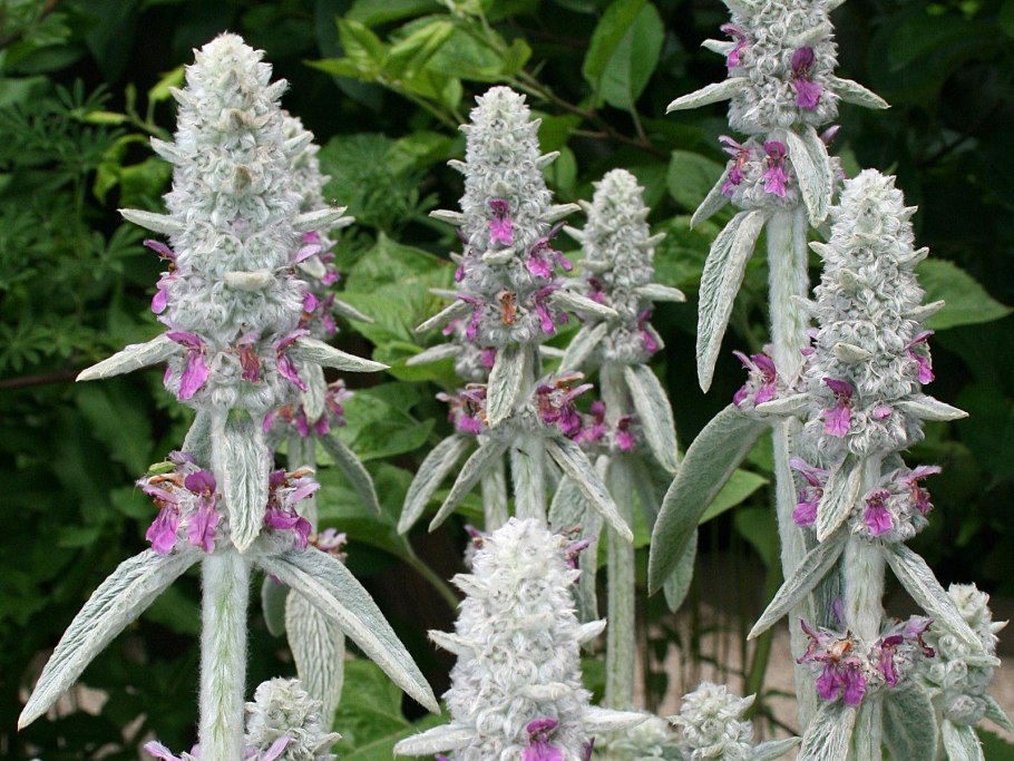 Стахис шерстистый Stachys byzantina