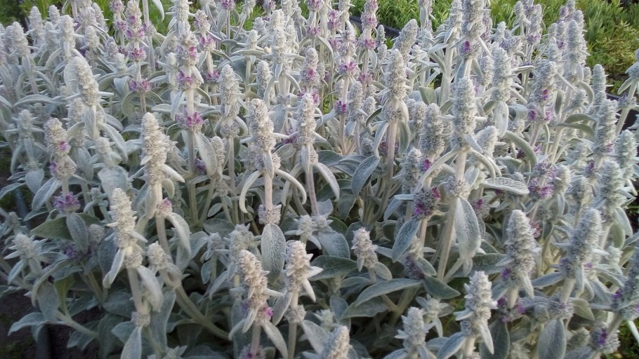 Стахис Марвел шерстистый