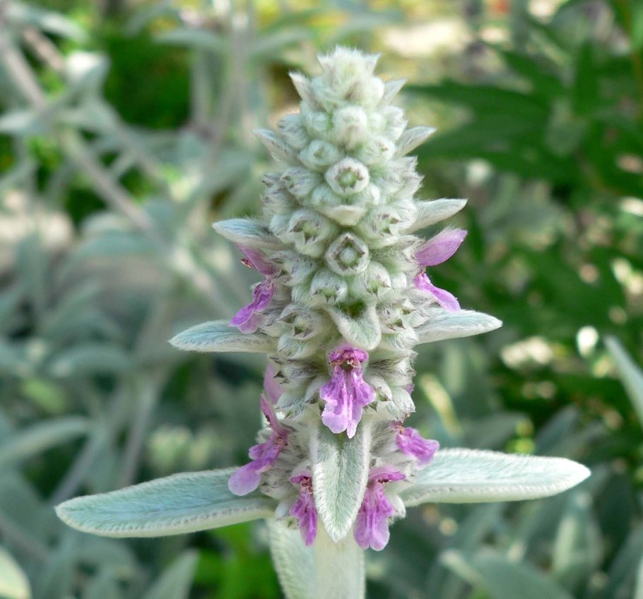 Чистец византийский стахис