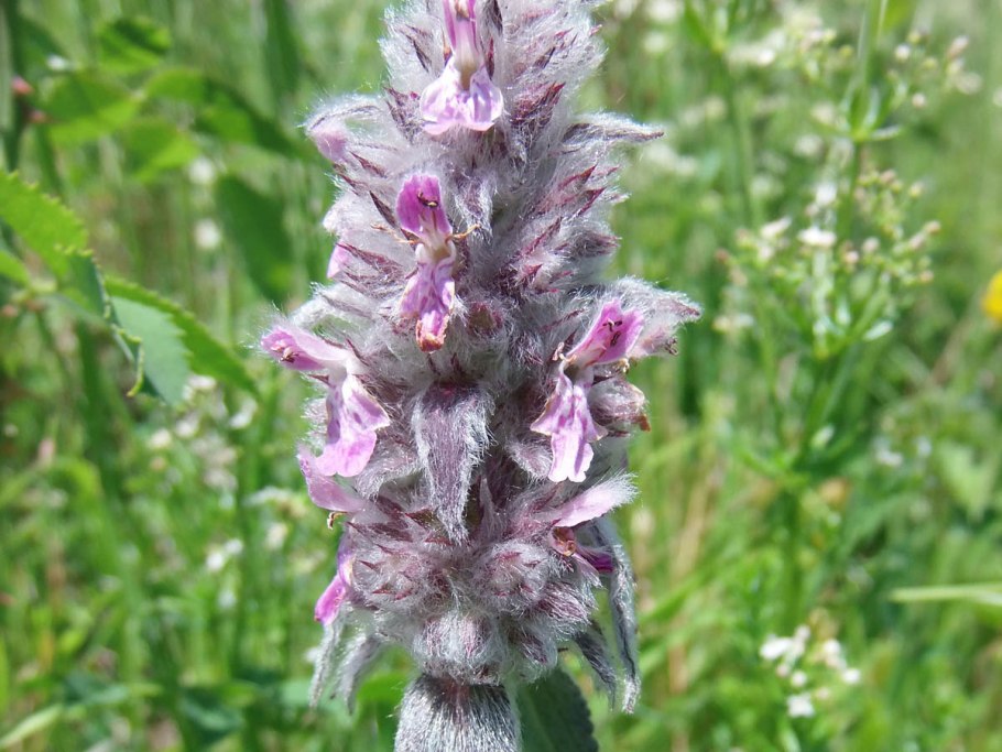 Stachys lanata