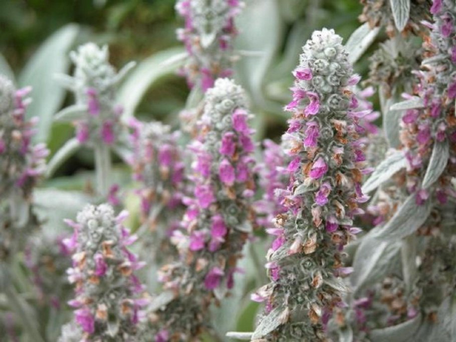 Чистец стахис