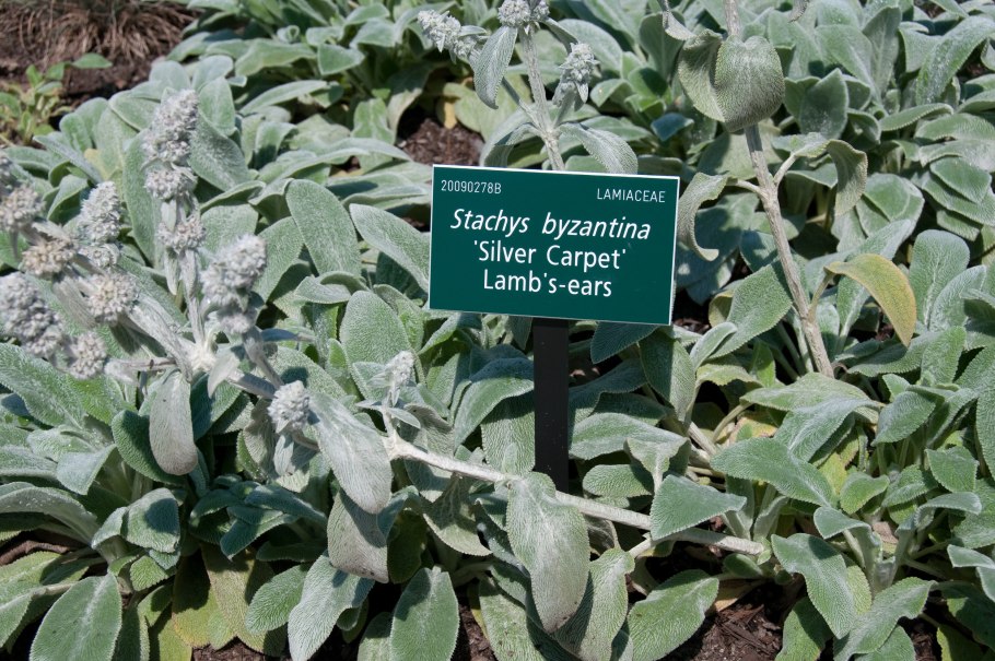 Стахис сильвер карпет