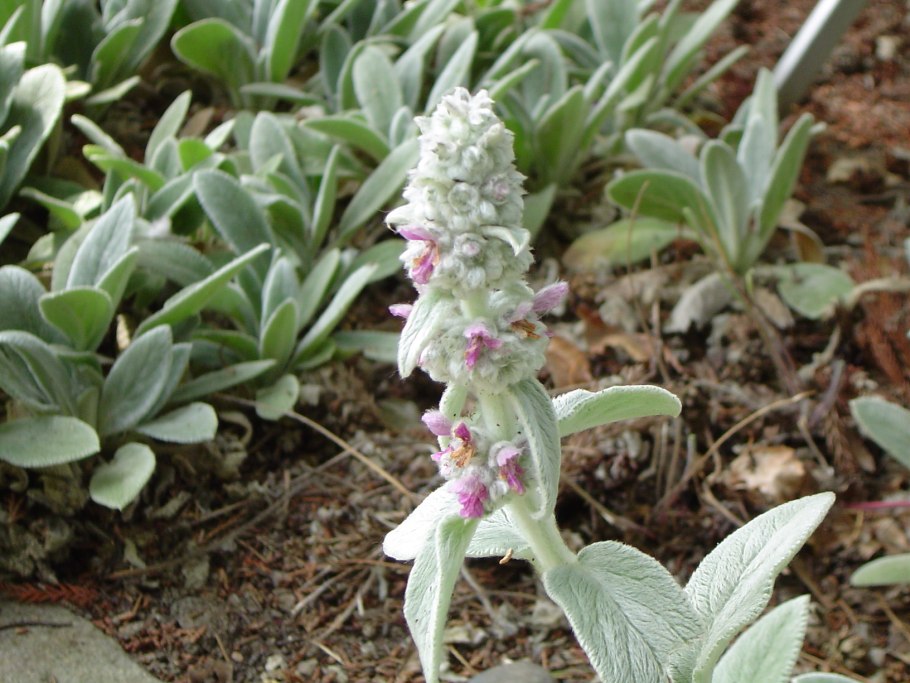 Стахис шерстистый