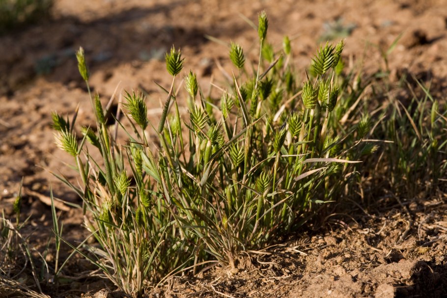 Eremopyrum triticeum