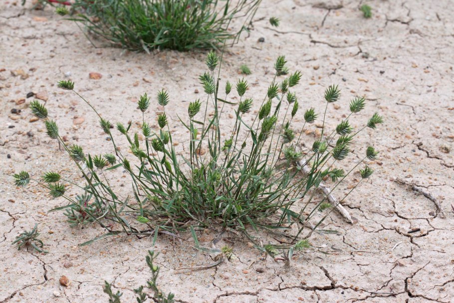 Eremopyrum triticeum