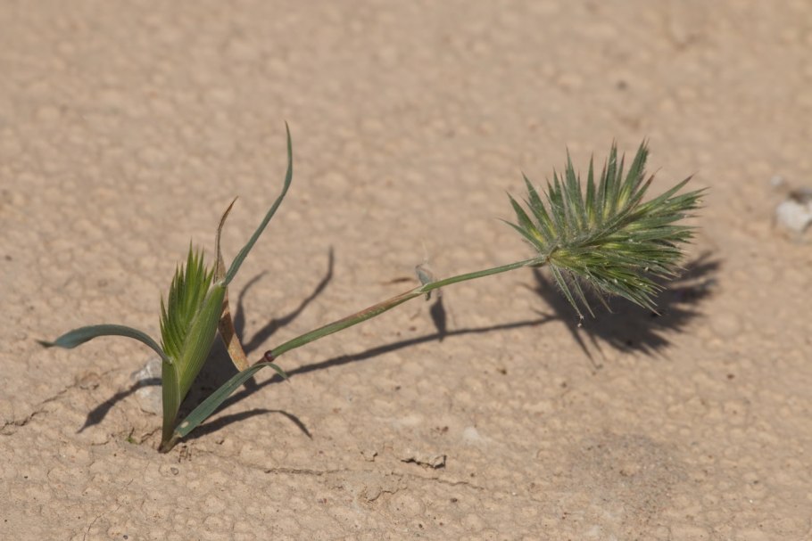 Миртук Восточный информация