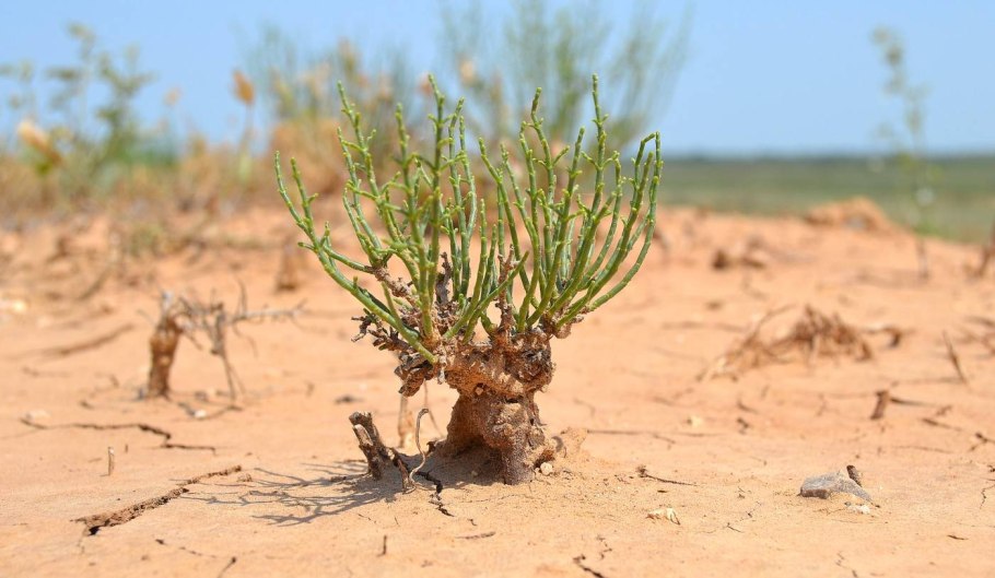 Карбюратор leader pz19jb