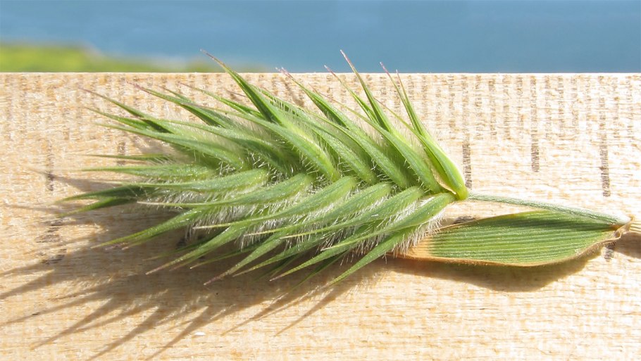 Мортук форма листьев