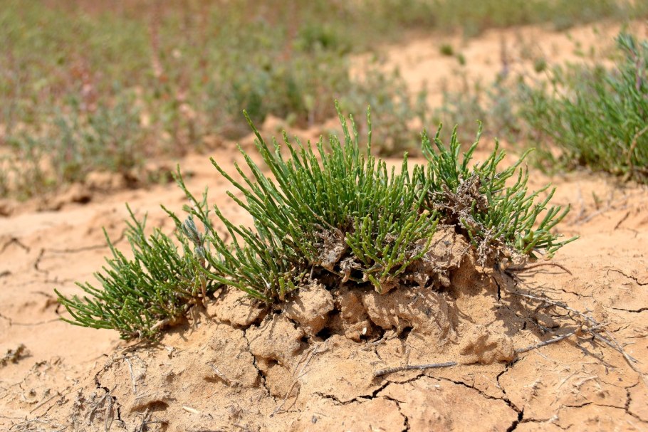 Осока большехвостая