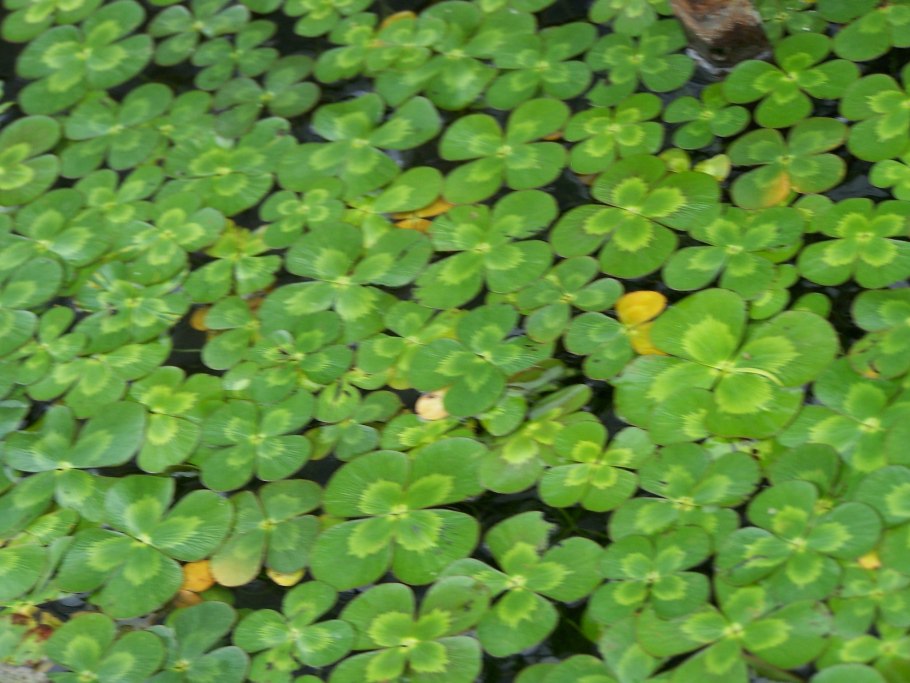 Марсилея Египетская — Marsilea aegyptiaca