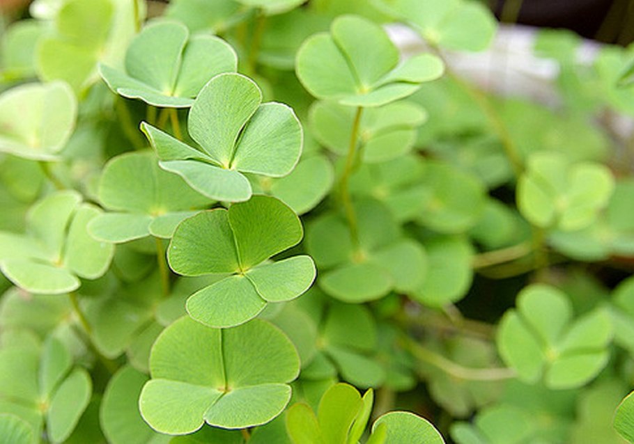 Marsilea crenata