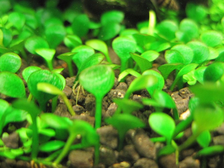 Марсилия четырёхлистная