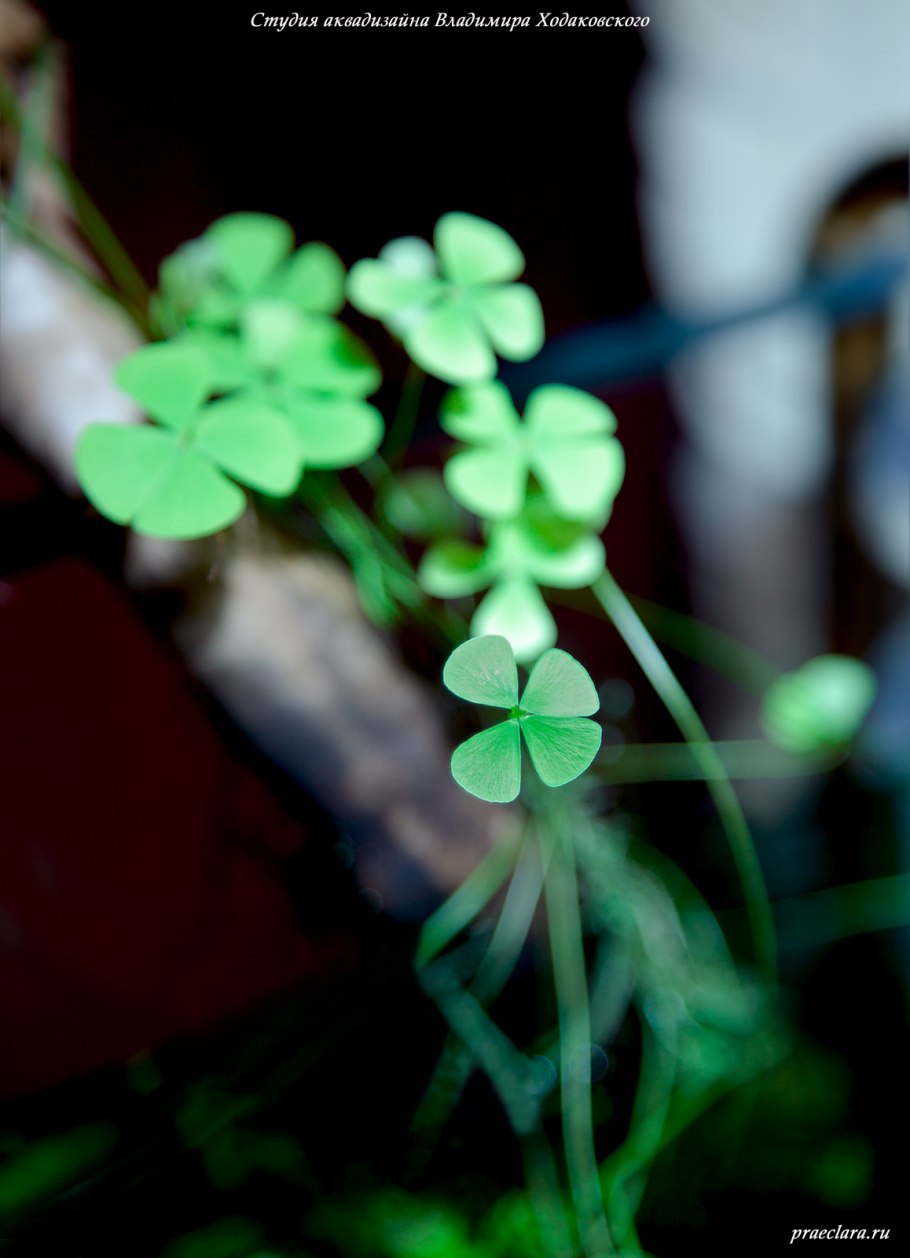 Marsilea hirsuta/ Марсилия хирсута