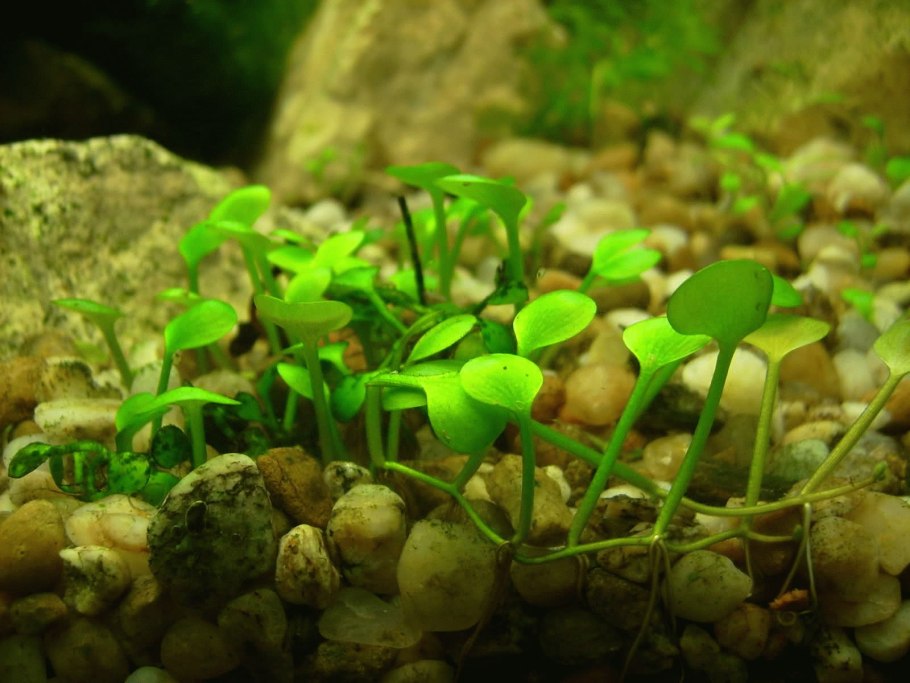 Марсилия квадрифолия