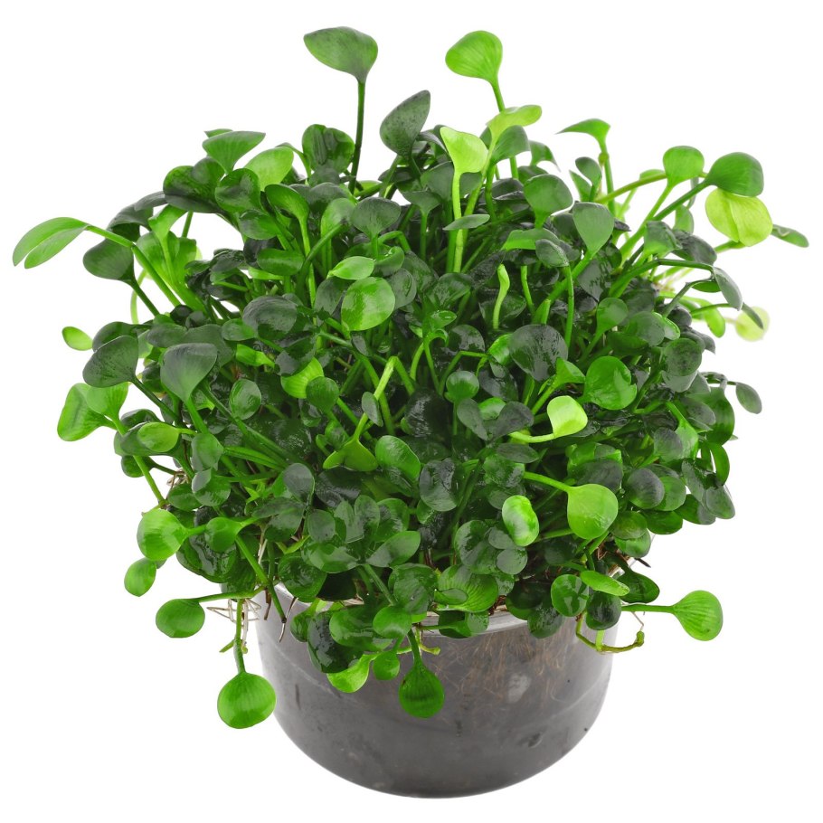 Marsilea quadrifolia под водой