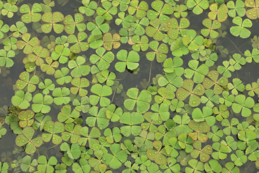 Папоротник Марсилия