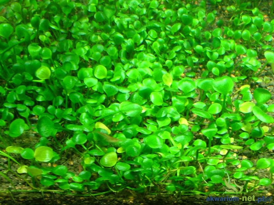 Хемиантус Катарина