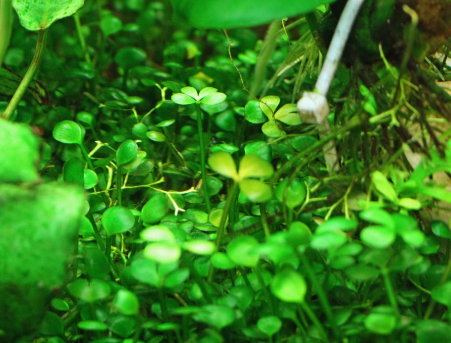 Marsilea hirsuta/ Марсилия хирсута