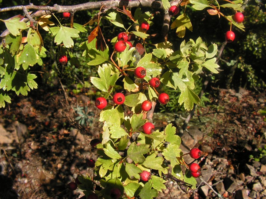 Crataegus pinnatifida Bunge
