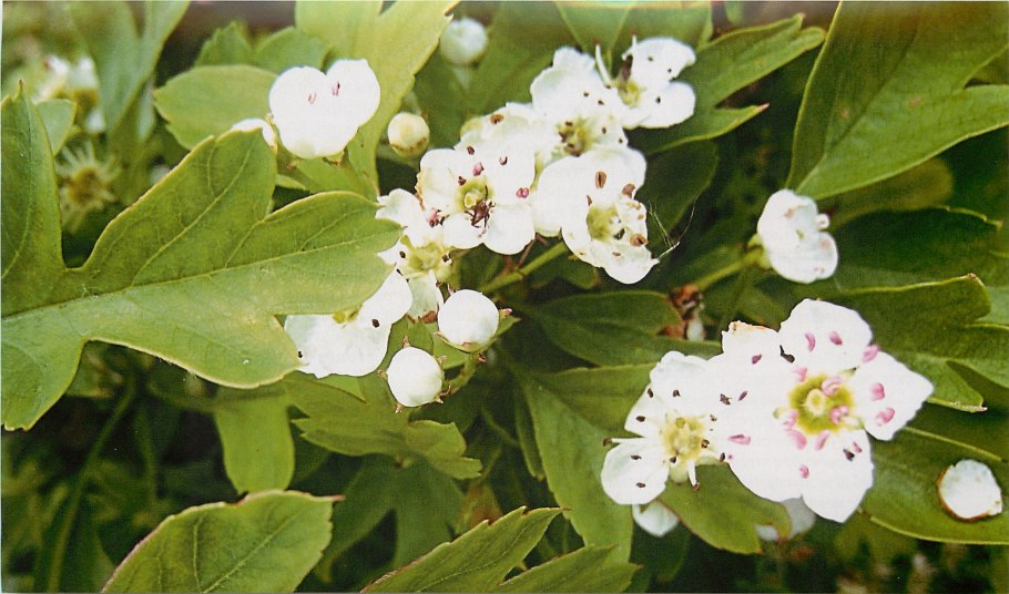Crataegus coccinea