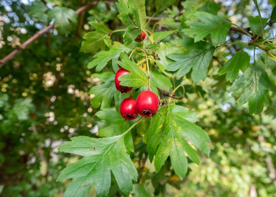 Боярышник однопестичный