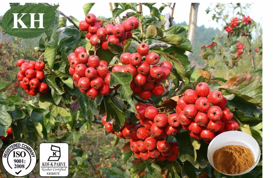 Рябина обыкновенная рубиновая