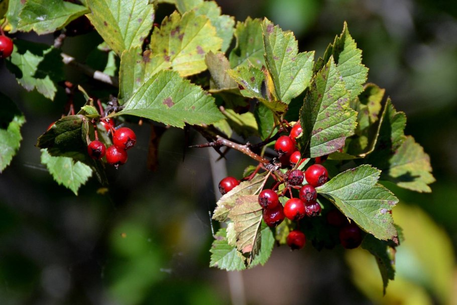 Боярышник кроваво-красный crataegus sanguinea