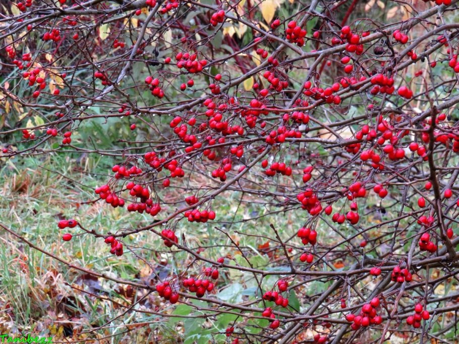 Боярышник урновидный