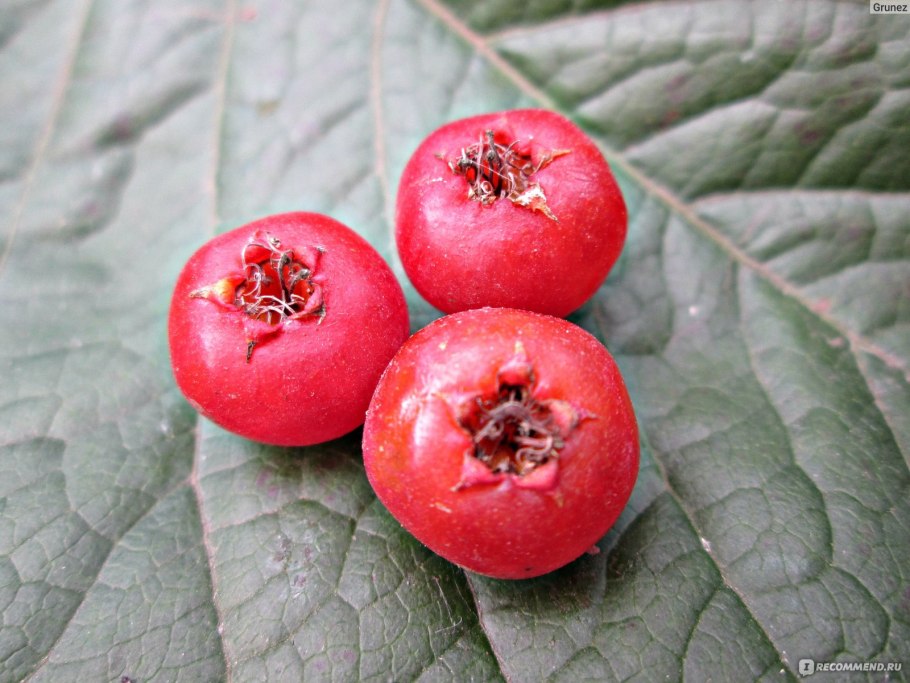 Ягода боярышник