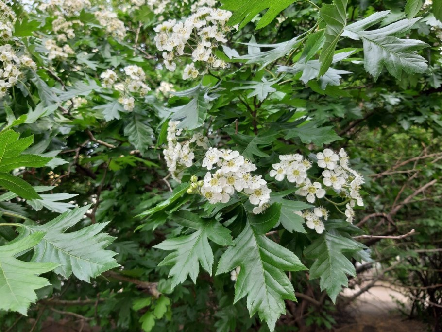 Боярышник ПЕРИСТОЛИСТНЫЙ