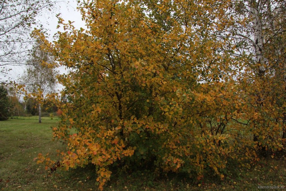 Боярышник перистонадрезанный crataegus pinnatifida