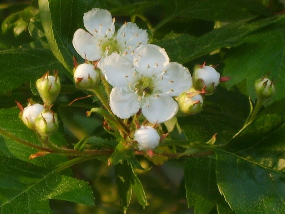 Дерево Crataegus pinnatifida
