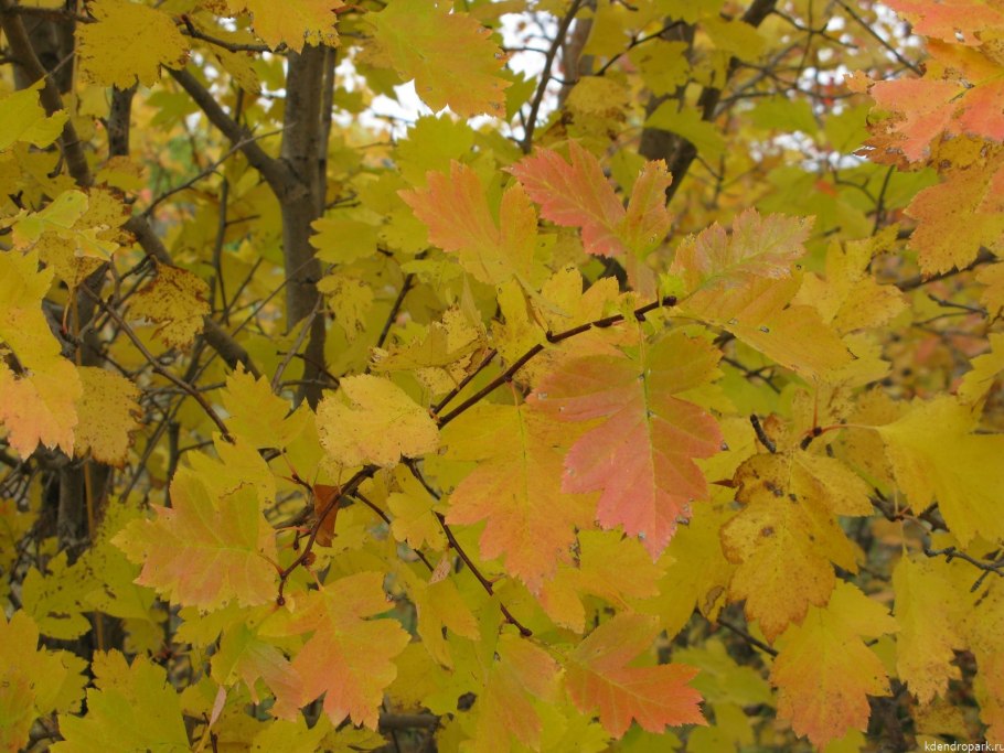 Боярышник Сибирский осенью