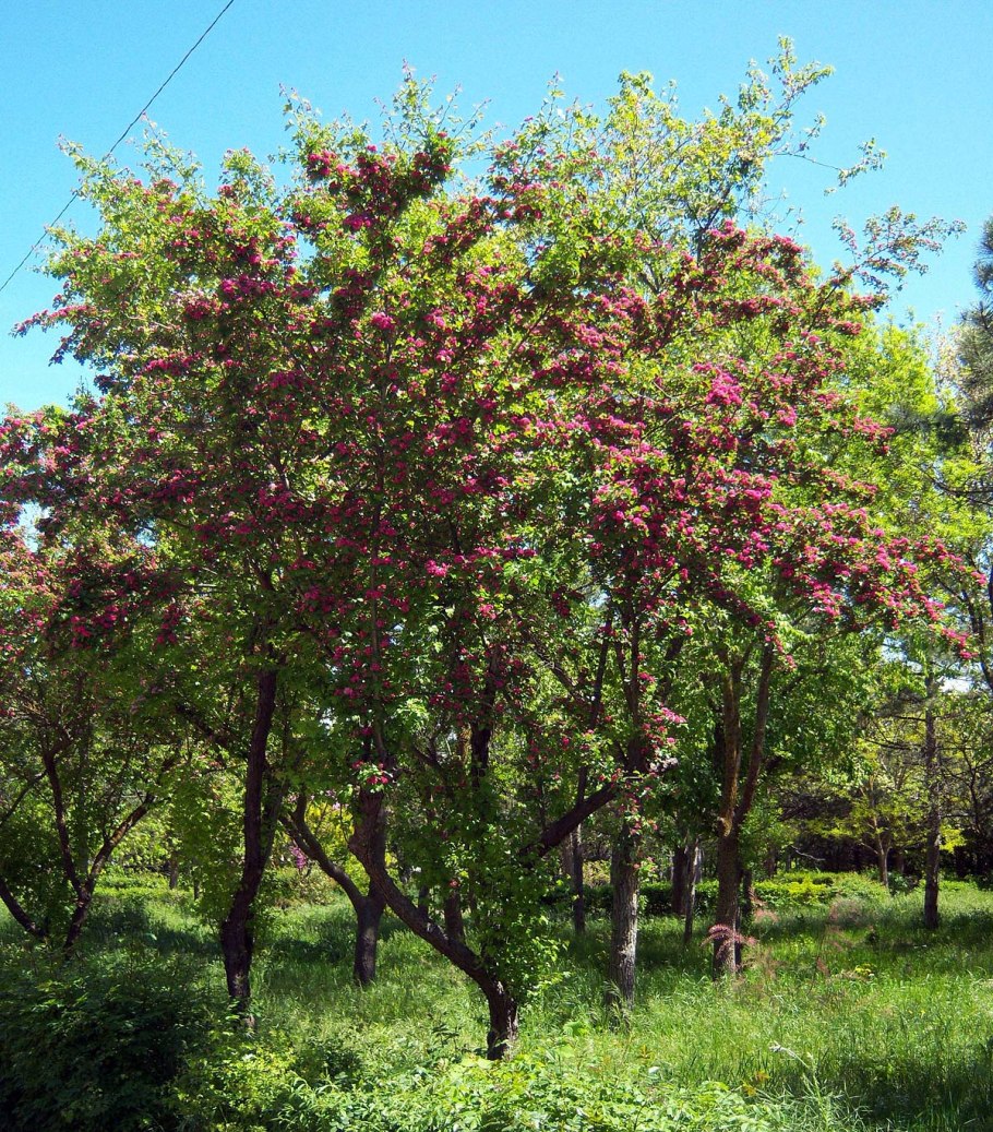 Боярышник перистонадрезанный дерево