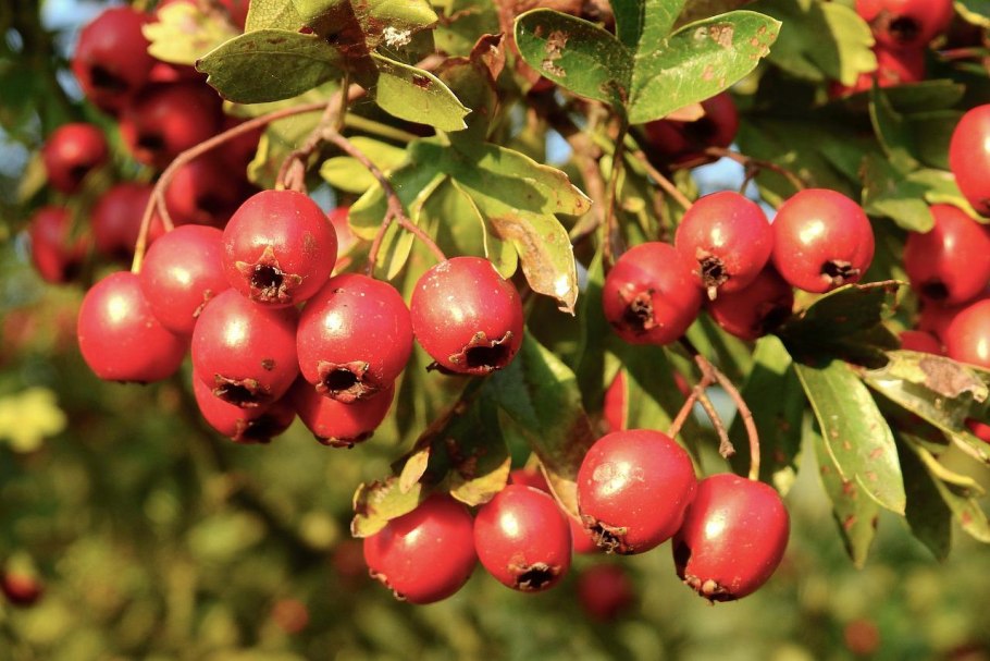 Боярышник однопестичный (crataegus monogyna)