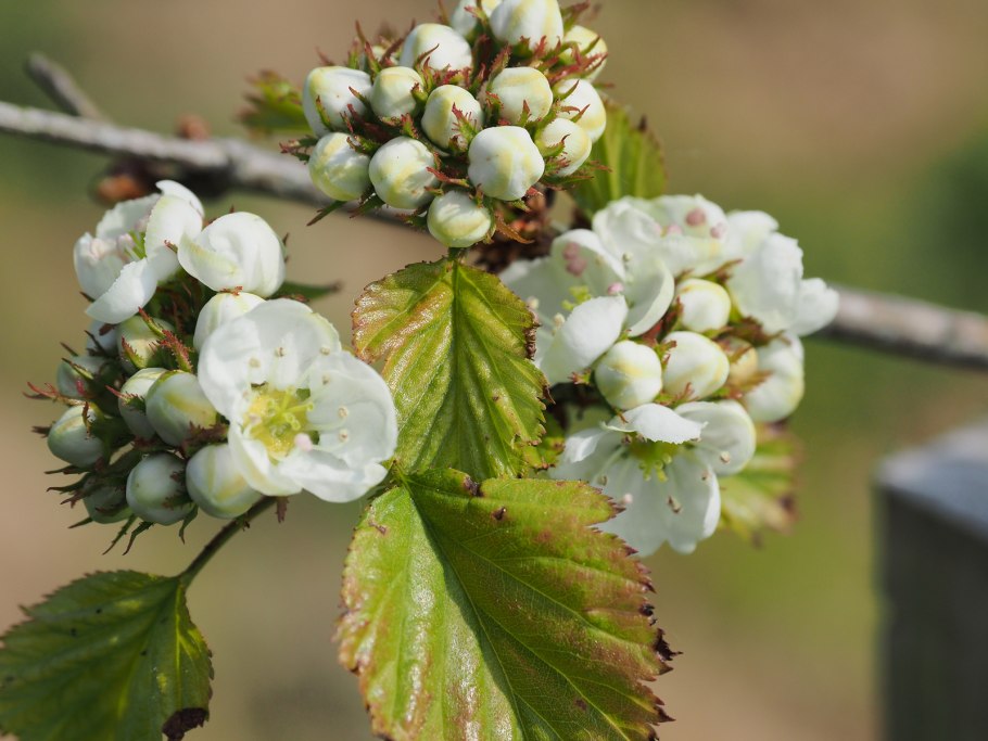 Боярышник круглолистный (crataegus coccinea)